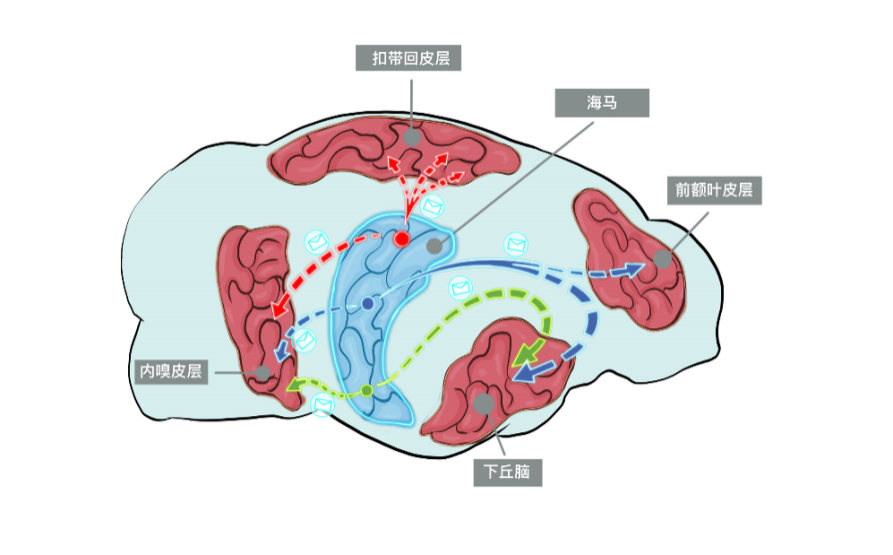 华信平台：我国科学家成功解析小鼠海马单神经元全脑投射规律